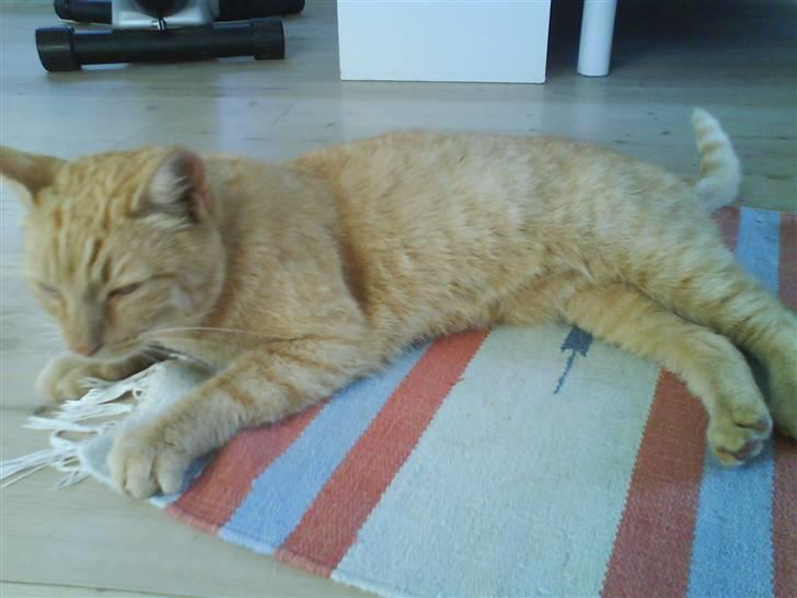 Huskat Lucca - Jeg kan godt lide farverne på dette tæppe billede 10