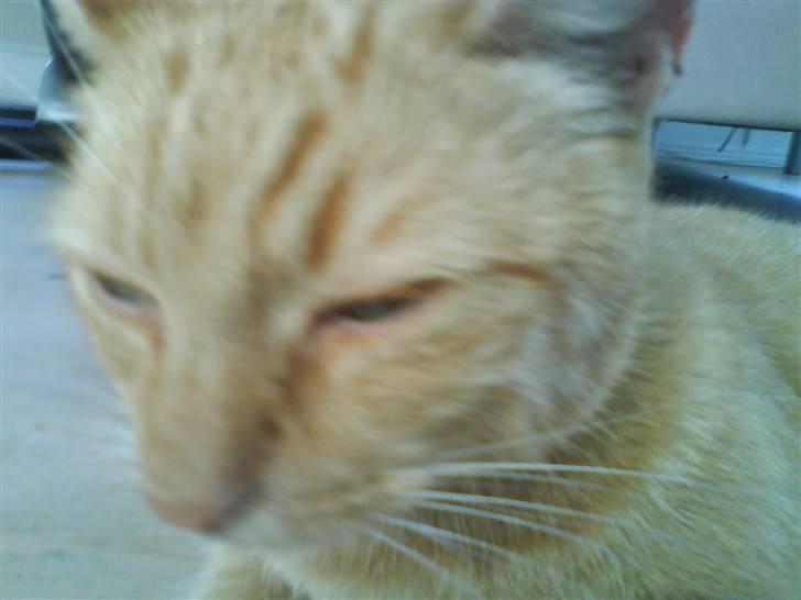 Huskat Lucca - Bare smil så går hun nok når hun har taget billedet billede 11