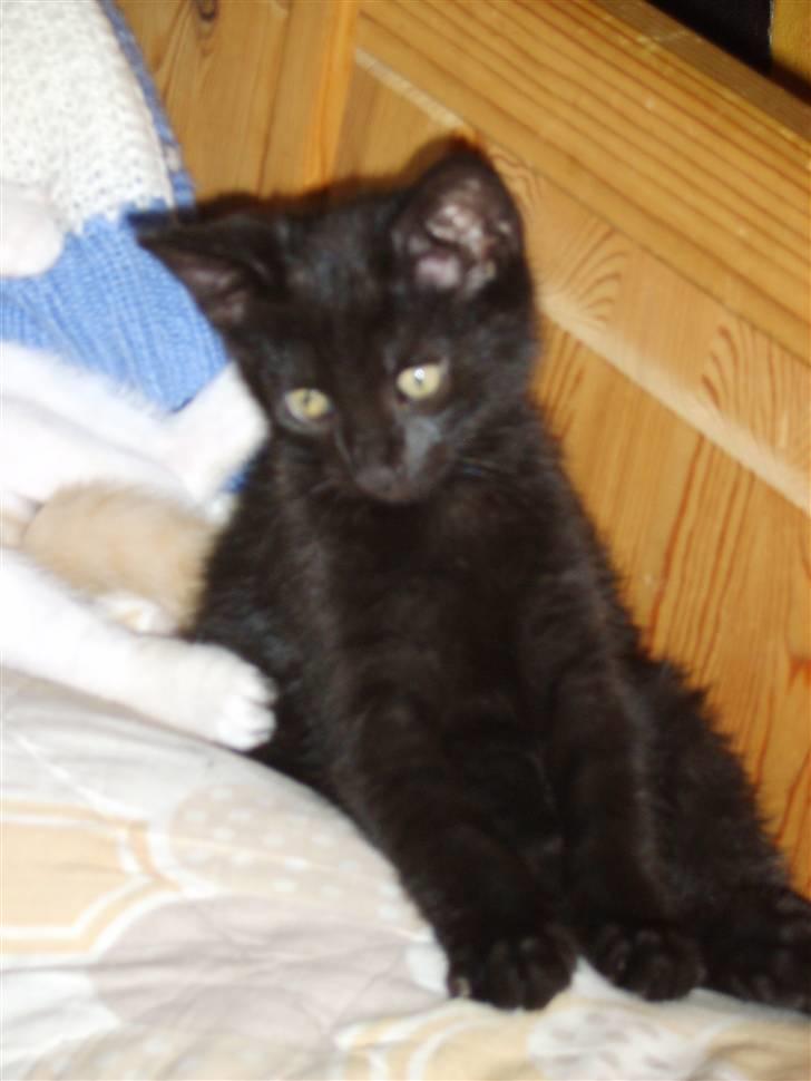 Huskat Bjarne billede 3