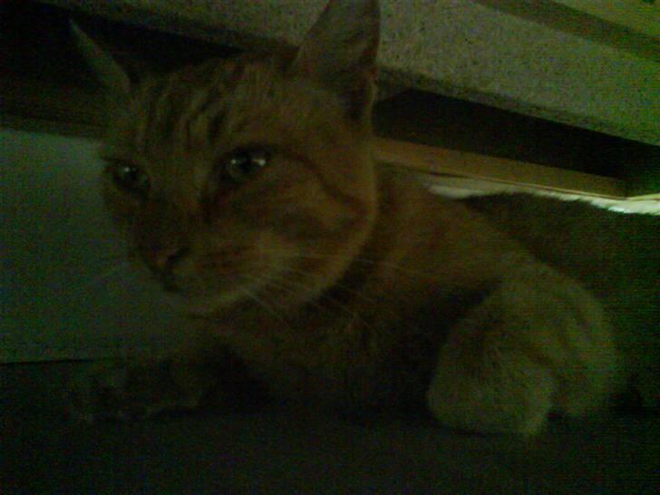 Huskat Lucca - Hvorfor skal hun nu tage billed af mig når jeg er under sofaen - jeg vil jo have lidt fred engang i mellem billede 12