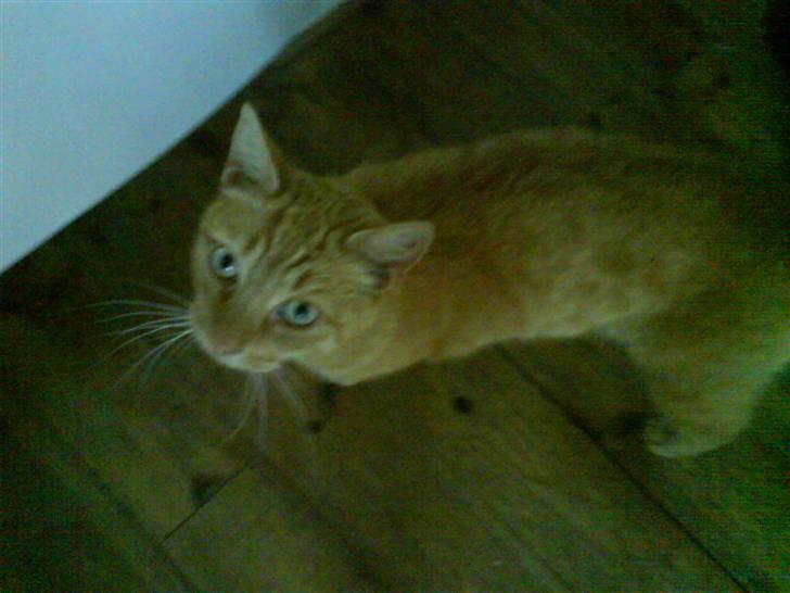 Huskat Lucca - Sofie gå nu væk! billede 13