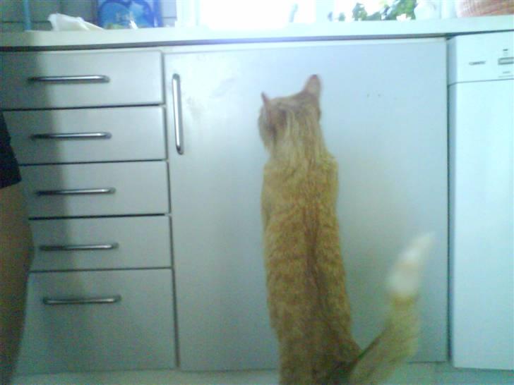 Huskat Lucca - Hvis jeg nu bliver ved med at stå på den her måde kan det være jeg vokser og kan nå maden! billede 14