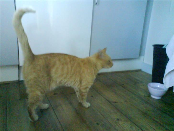 Huskat Lucca - Kommer maden ikke snart? billede 15