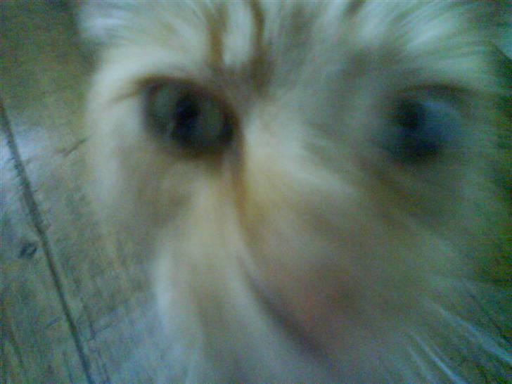 Huskat Lucca - Hov tager hun nu billede igen billede 16