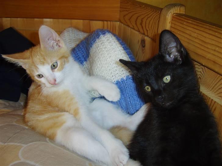 Huskat Bjarne billede 5