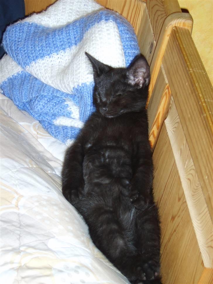 Huskat Bjarne billede 6