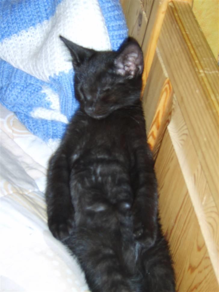 Huskat Bjarne billede 7