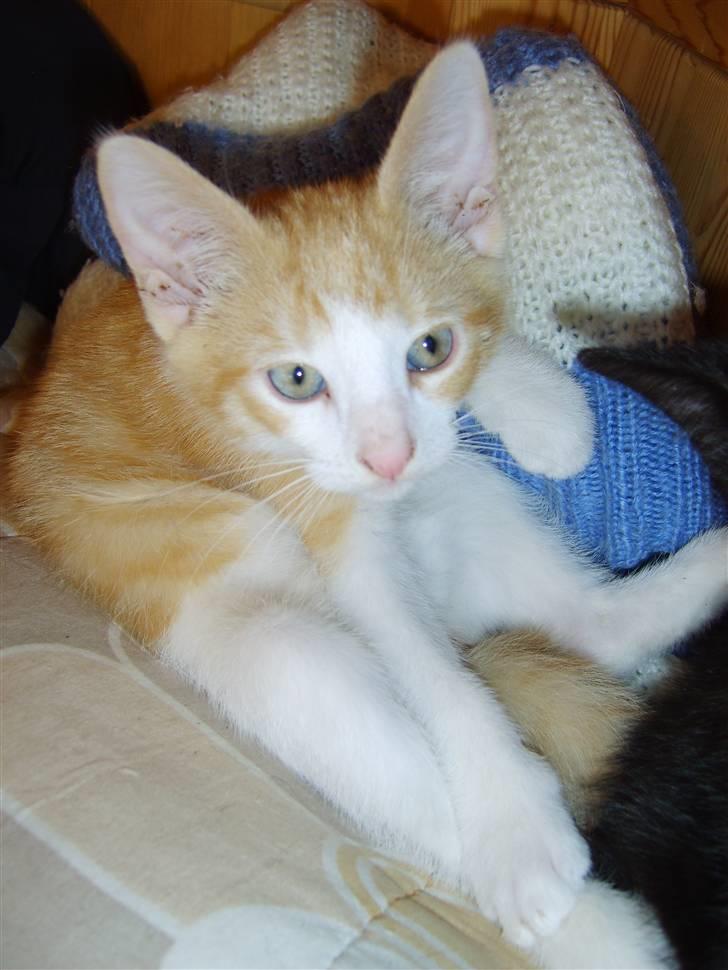 Huskat Monty billede 1