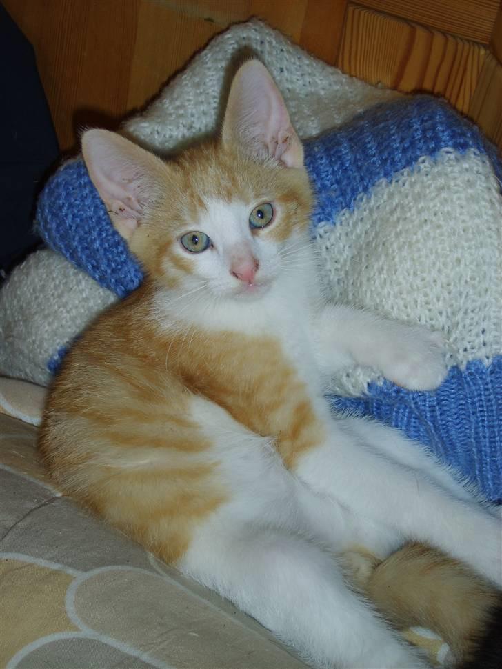 Huskat Monty billede 2