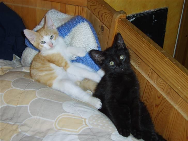 Huskat Monty billede 3