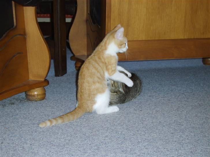 Huskat Monty billede 5