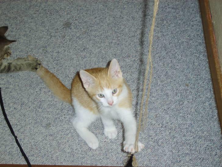 Huskat Monty billede 6