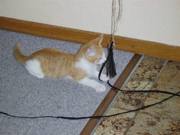 Huskat Monty billede 7