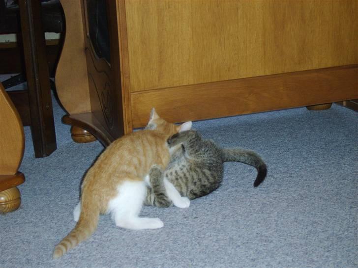 Huskat Monty billede 8