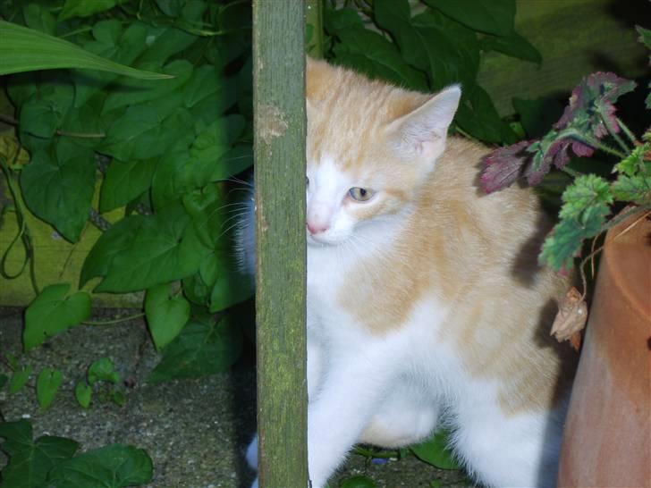 Huskat Monty billede 9