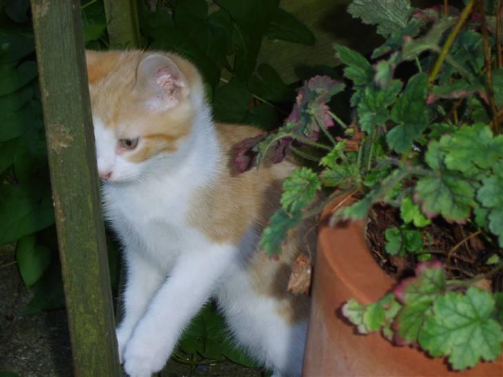 Huskat Monty billede 10