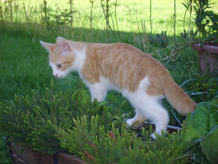 Huskat Monty billede 11