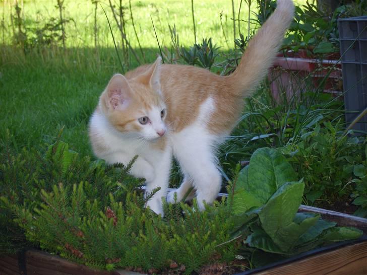 Huskat Monty billede 12