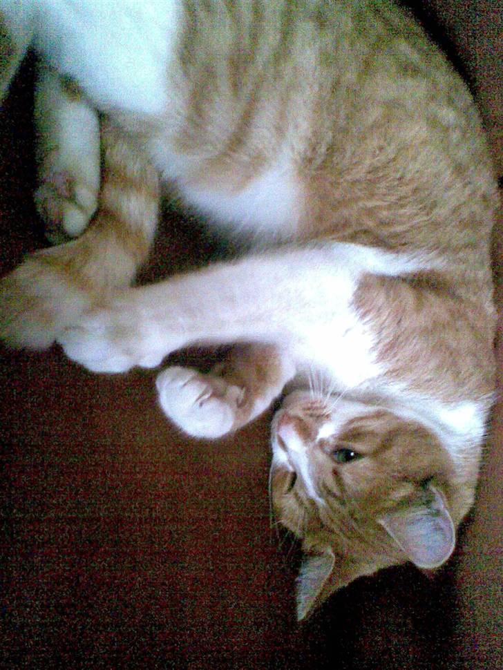 Blanding af racer Mikkel - Mikkel ligger i sofaen og hygger :) billede 2