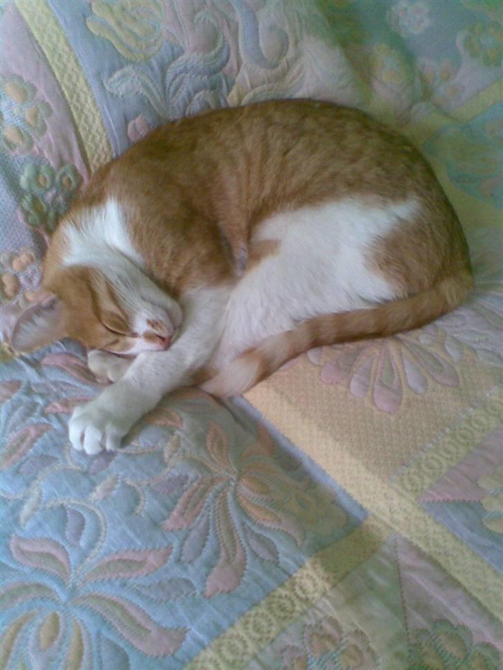 Blanding af racer Mikkel - & også i sengen xD billede 3