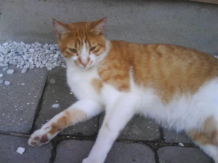 Blanding af racer Mikkel - Smukke Mikkel udenfor <3 billede 4