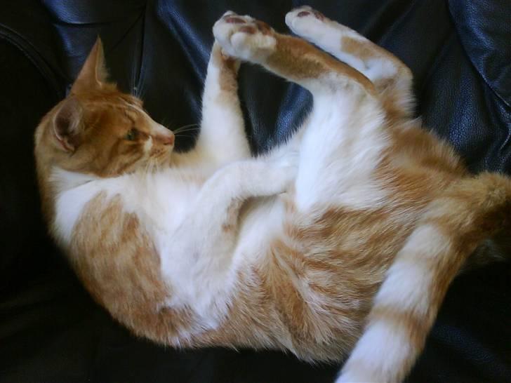 Blanding af racer Mikkel - Fjollehovede :P billede 5