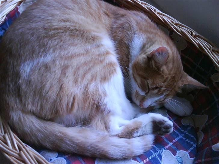 Blanding af racer Mikkel - Sover i sin dejlige kurv ;D billede 6