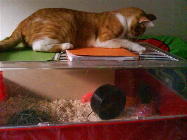 Blanding af racer Mikkel - Nam´nam et lækkert hamster ;P billede 7