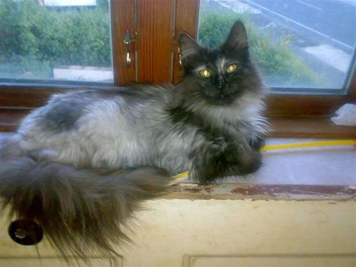 Norsk Skovkat Dk Mulje's Amalie billede 1