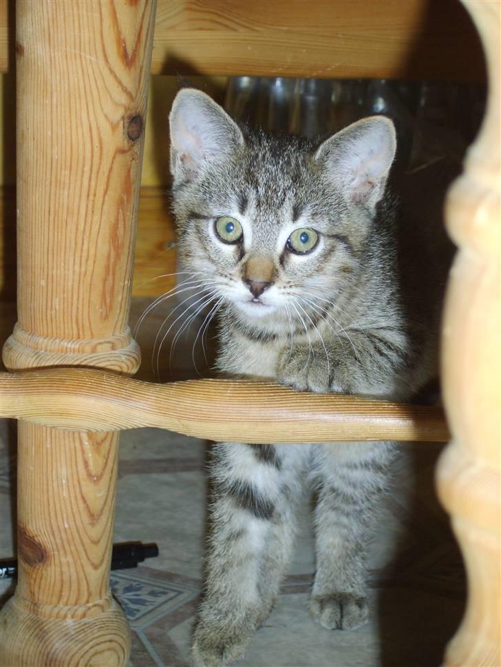 Huskat Perle billede 1