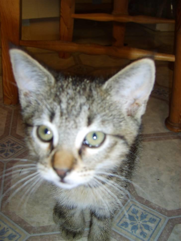 Huskat Perle billede 2