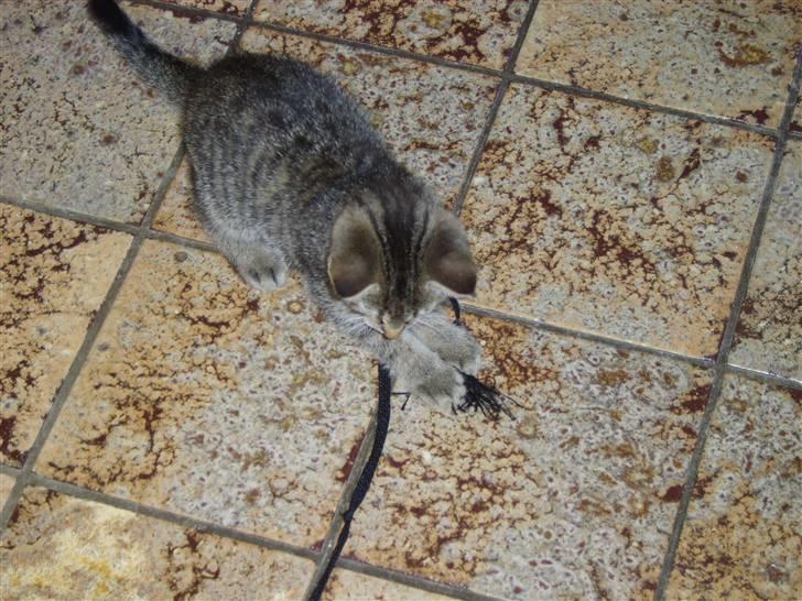 Huskat Perle billede 3