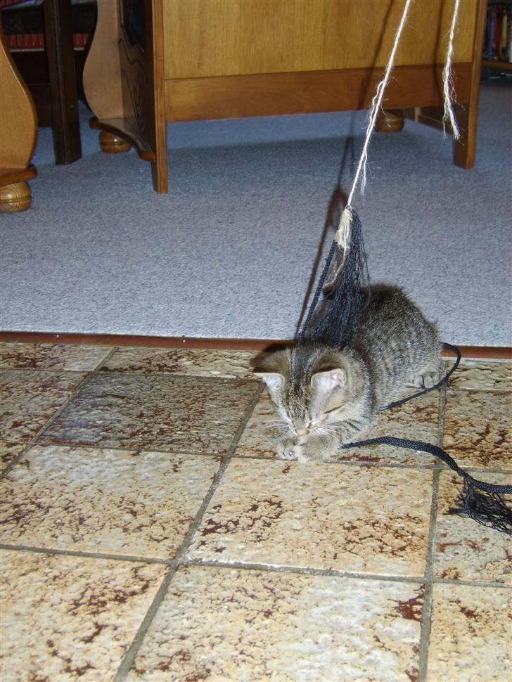 Huskat Perle billede 4