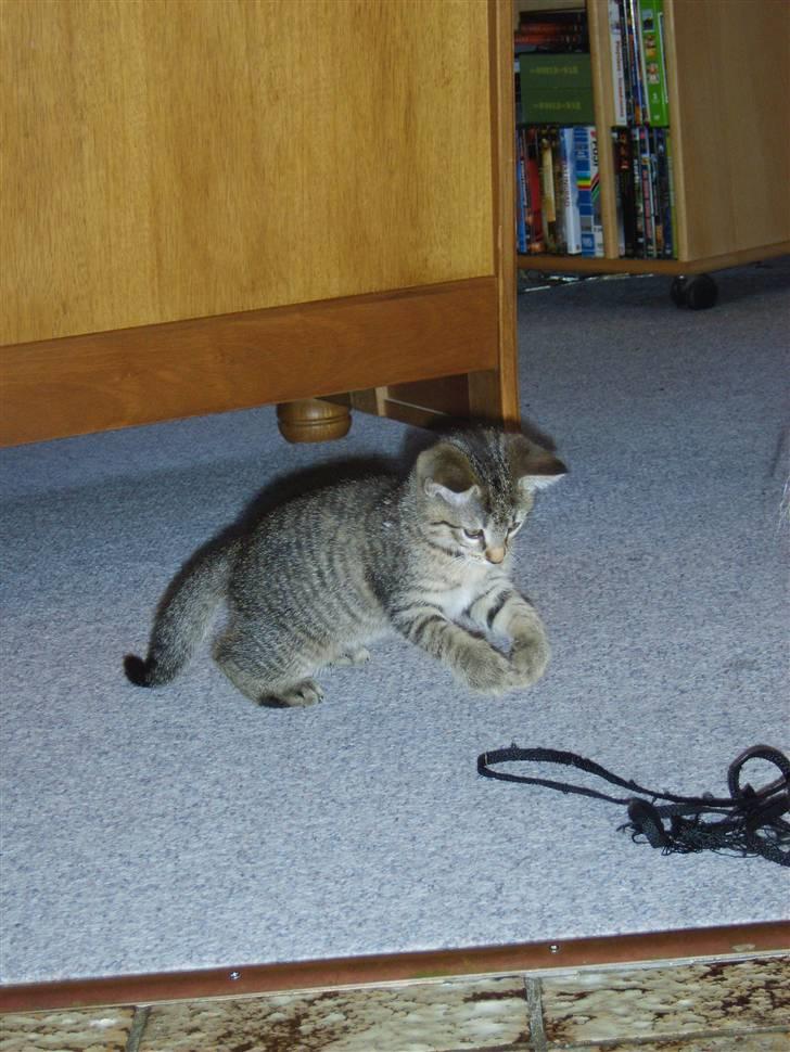 Huskat Perle billede 5