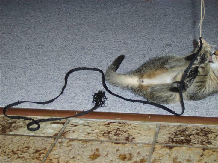 Huskat Perle billede 6