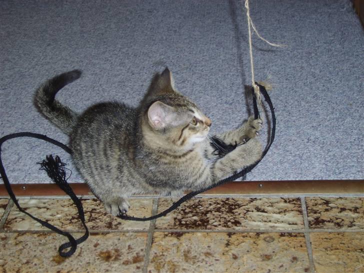 Huskat Perle billede 7