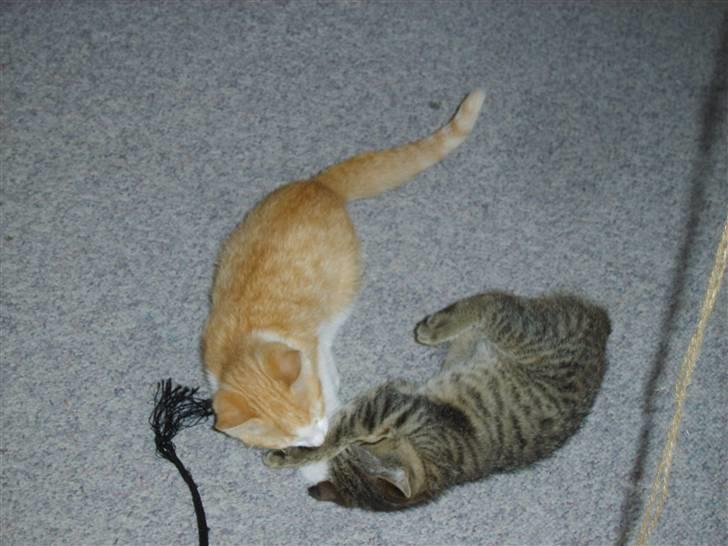 Huskat Perle billede 8