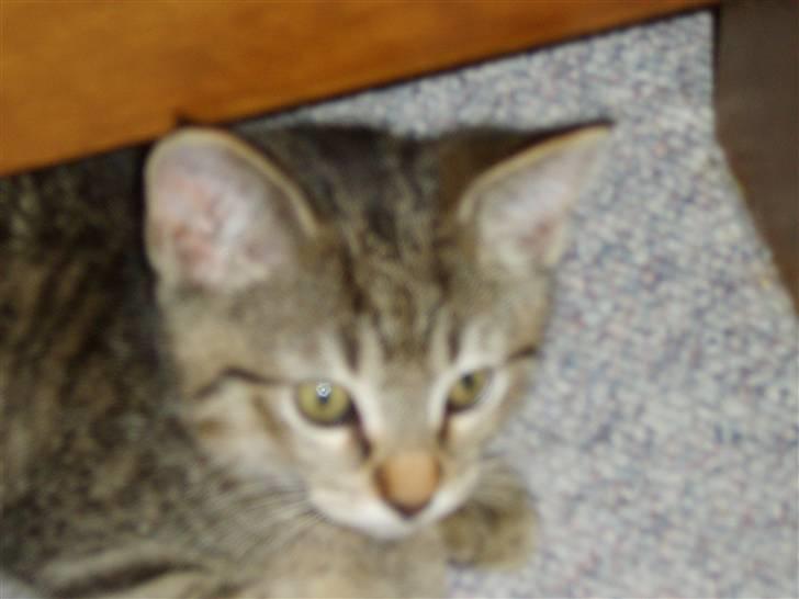 Huskat Perle billede 9