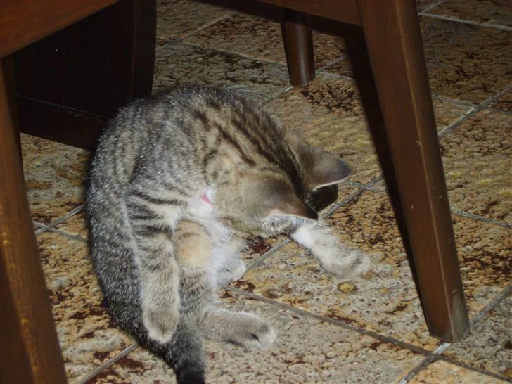 Huskat Perle billede 10