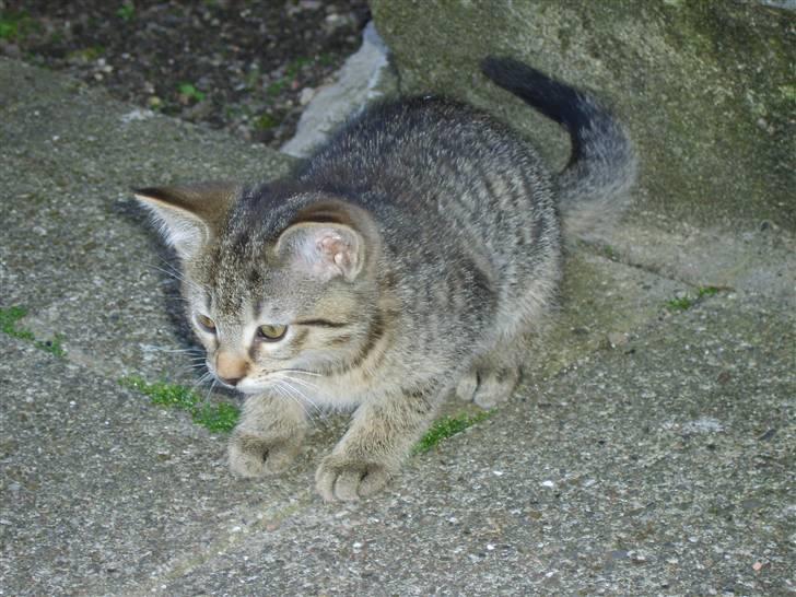 Huskat Perle billede 11