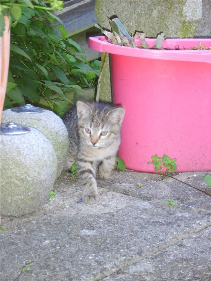 Huskat Perle billede 12