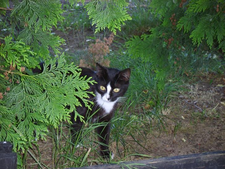 Huskat Gerda *R.I.P* billede 15