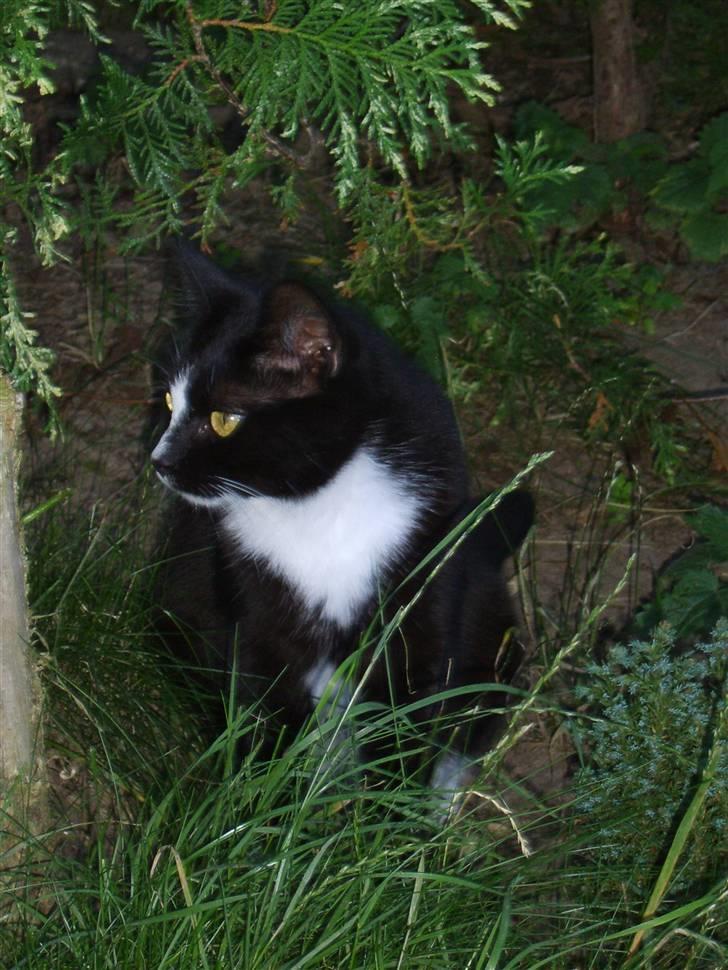 Huskat Gerda *R.I.P* billede 16