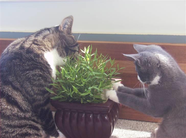 Huskat Mickey - stuebambus er et hit billede 17