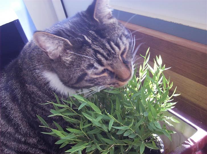 Huskat Mickey - mmm nam nam billede 18