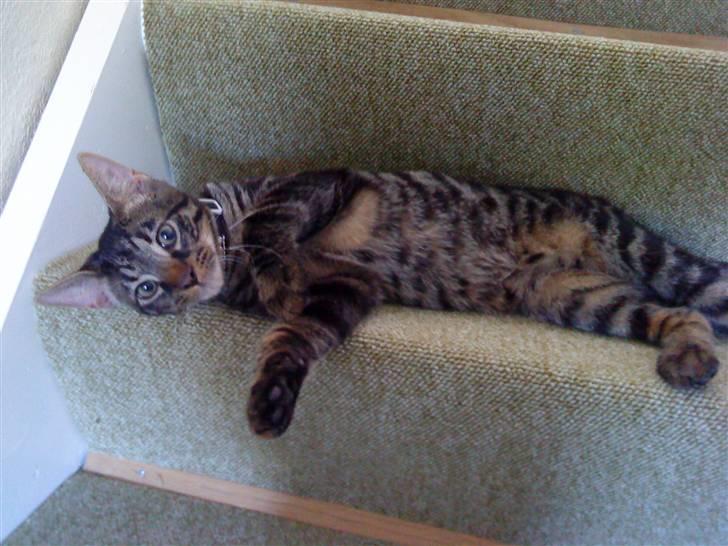 Blanding af racer Nemo - nemo slapper af på trappen :)  billede 17