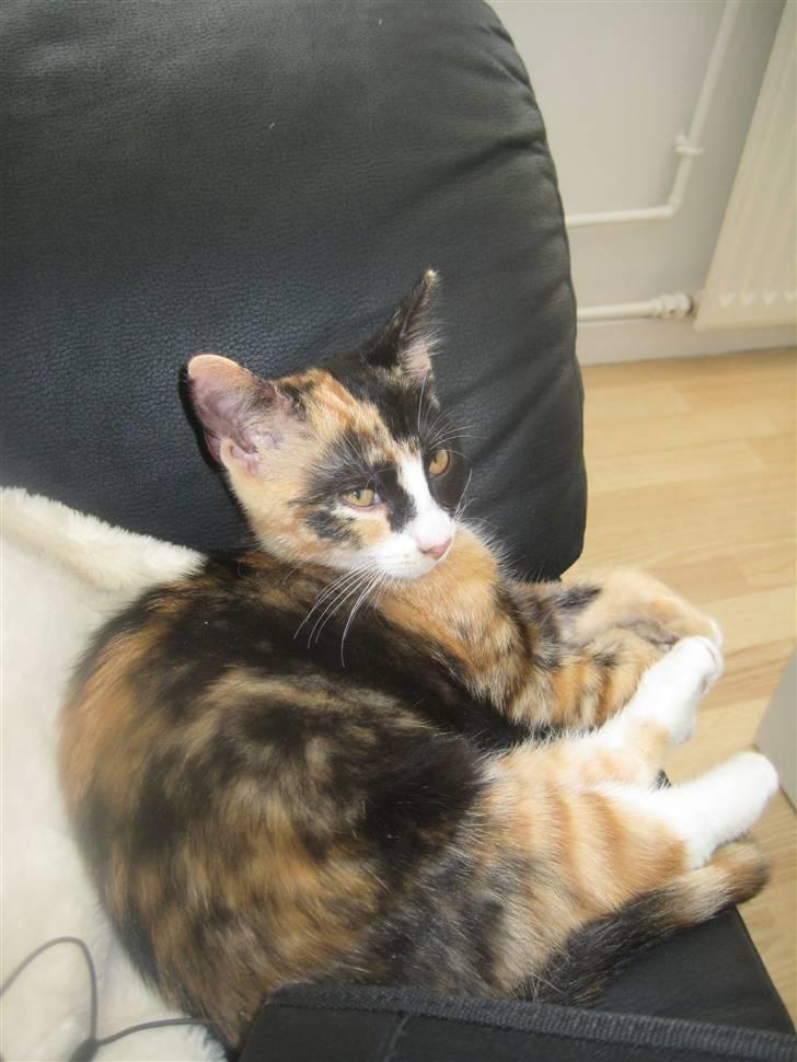 Blanding af racer Aya billede 1