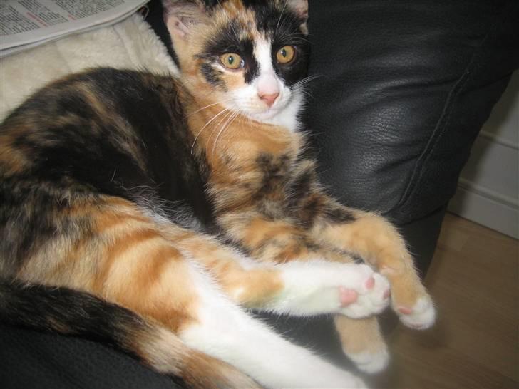 Blanding af racer Aya billede 2