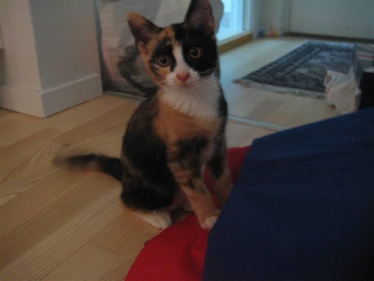 Blanding af racer Aya billede 3