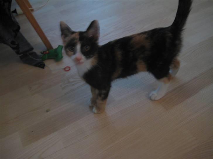 Blanding af racer Aya billede 4